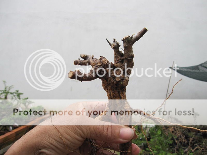 photo IMG_1946_zps4389acc2.jpg