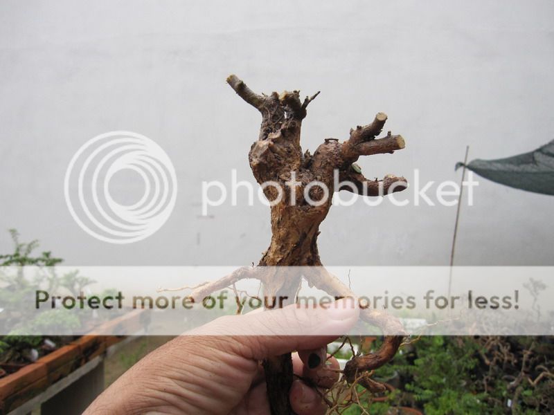 photo IMG_1947_zps4073b1df.jpg