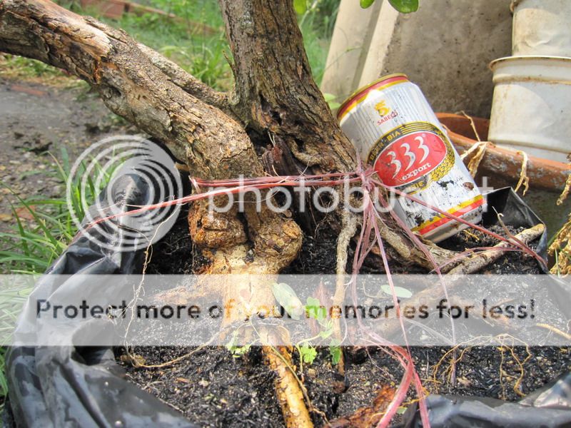 photo IMG_5337_zps4pknsktk.jpg