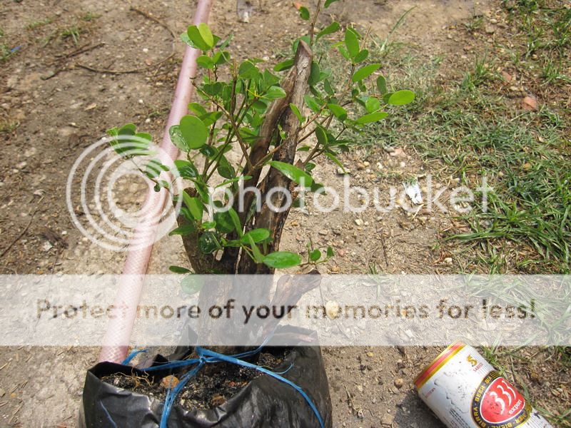 photo IMG_5340_zps50iuwwrs.jpg