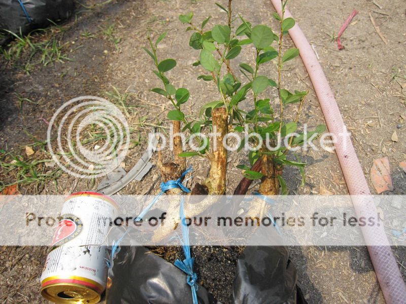 photo IMG_5343_zpsnmsmili3.jpg