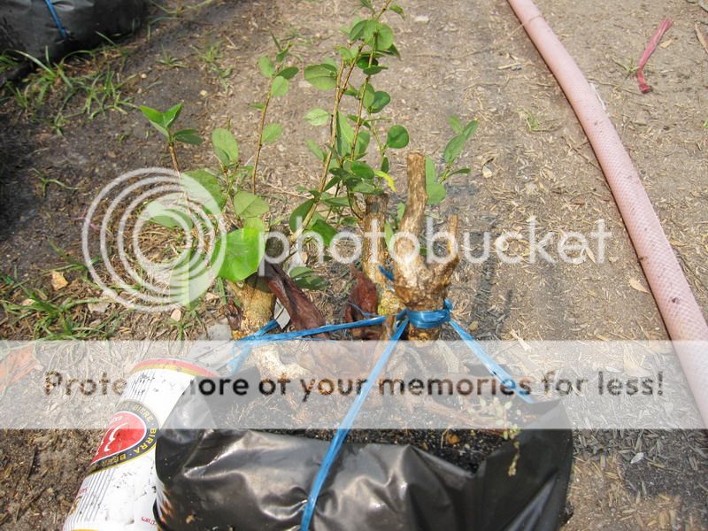 photo IMG_5344_zpsbabkrjug.jpg