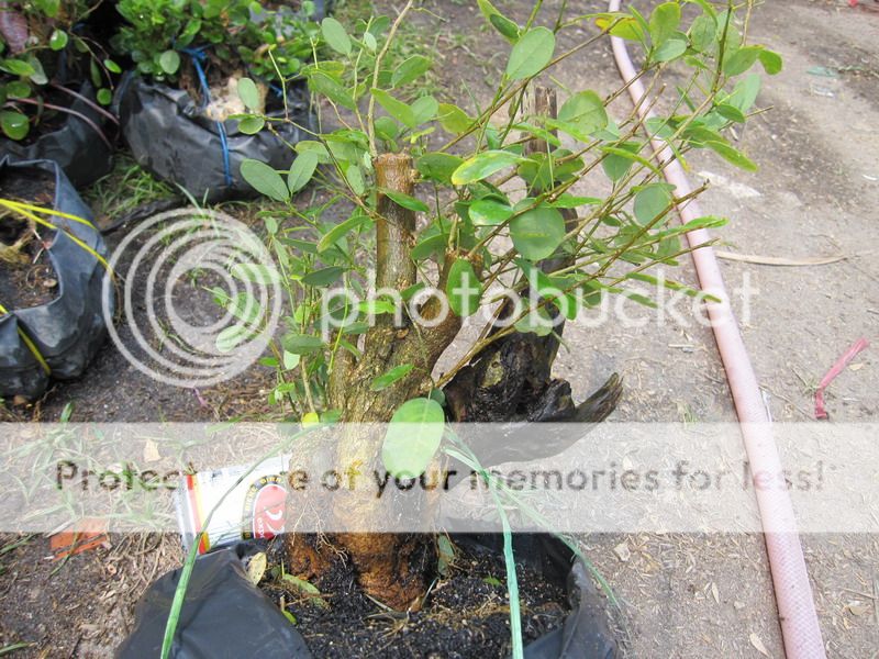 photo IMG_5347_zpsisxqggwz.jpg