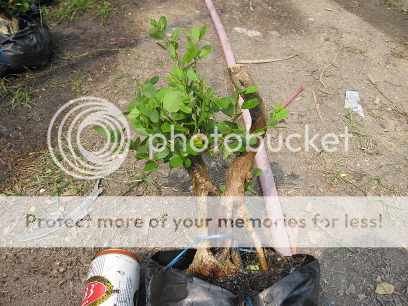 photo IMG_5348_zps2jh74lur.jpg