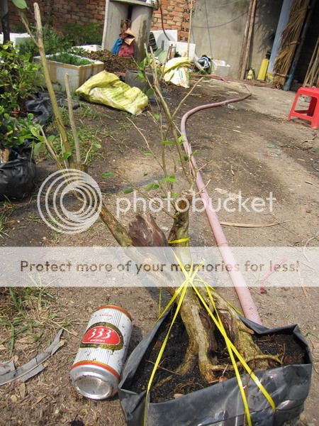 photo IMG_5350_zpsdwuqizma.jpg