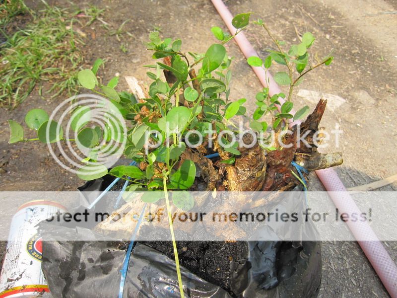 photo IMG_5352_zpsartvqxmw.jpg