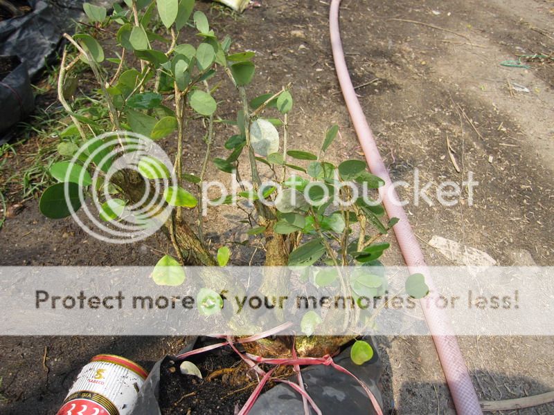 photo IMG_5355_zpsefaphayu.jpg