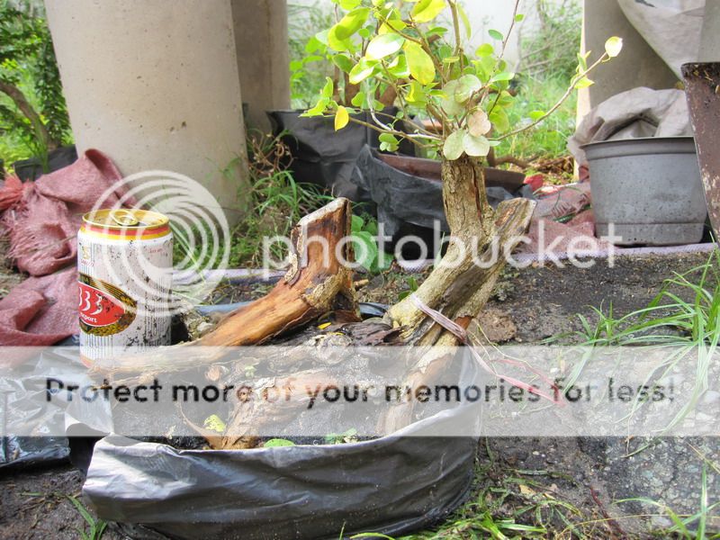 photo IMG_5361_zpsqongok1m.jpg