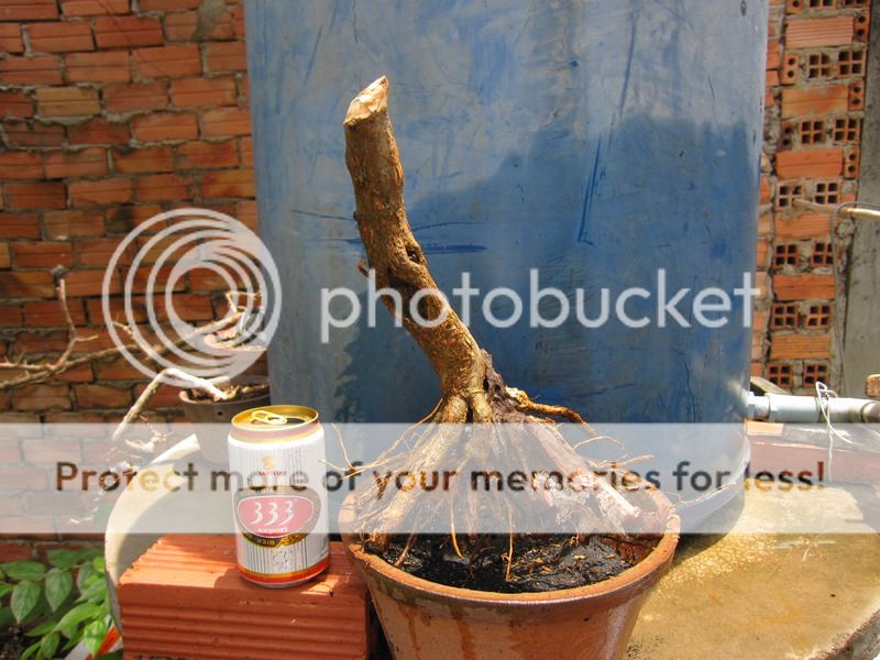photo IMG_5378_zpsegkbyd0c.jpg