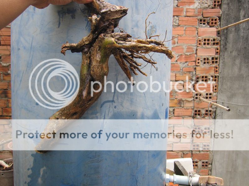 photo IMG_5381_zpsokocl3pp.jpg