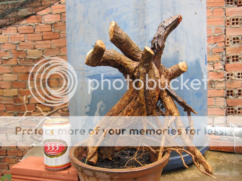 photo IMG_5383_zpsgixngmry.jpg