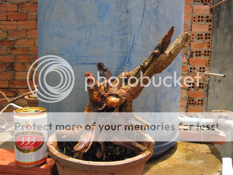 photo IMG_5393_zpsvk0nnayy.jpg