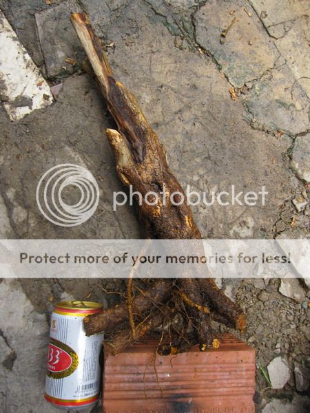 photo IMG_5397_zpsfttwogny.jpg