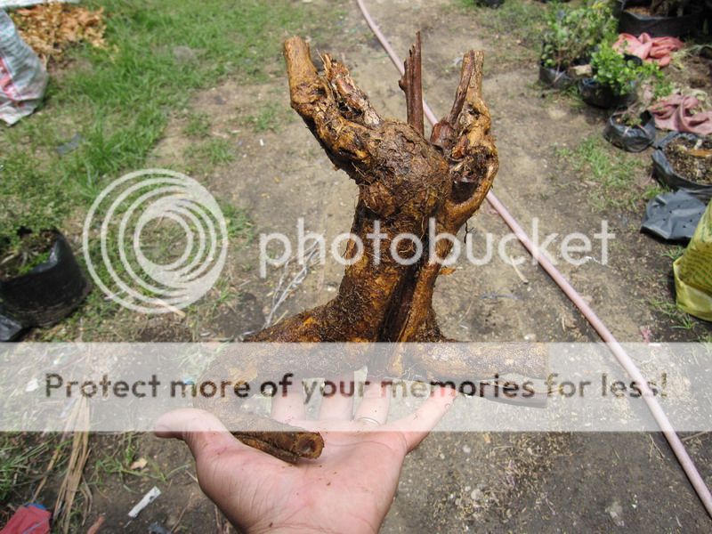 photo IMG_5401_zpsxosboqvn.jpg