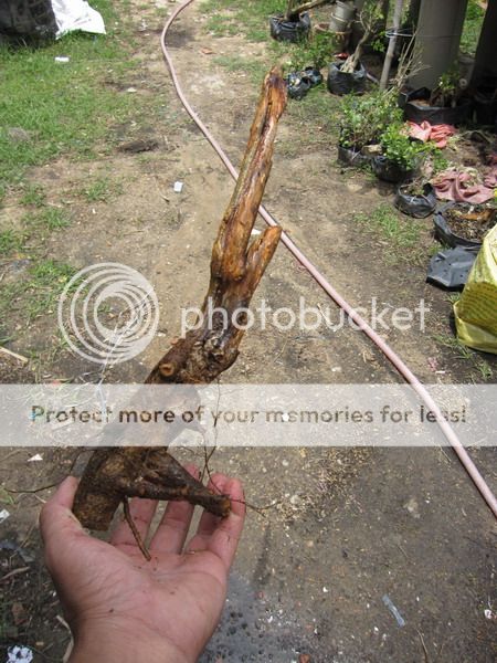 photo IMG_5402_zpsukbqjh8s.jpg