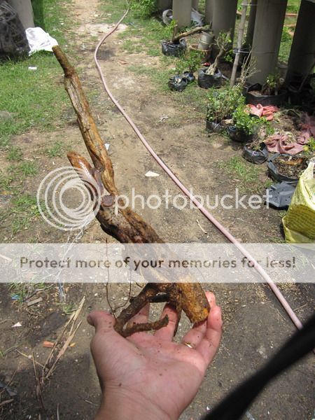 photo IMG_5403_zps87eysshx.jpg