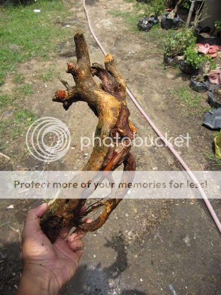 photo IMG_5410_zpsmnkkx0el.jpg