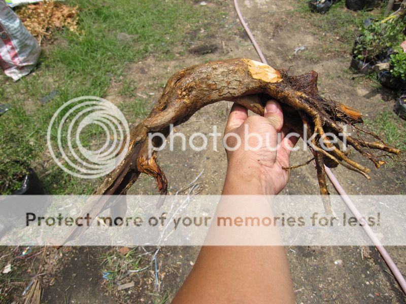 photo IMG_5413_zpsqtzcaofe.jpg