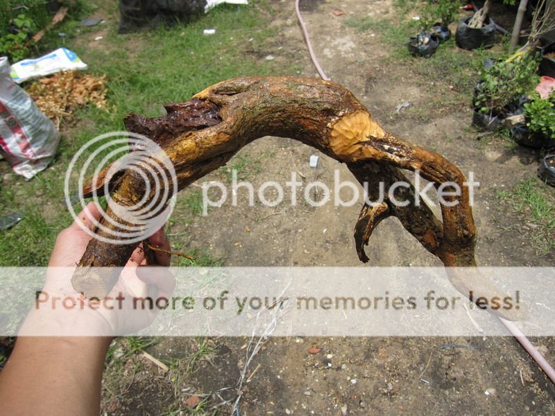 photo IMG_5414_zpsb8qbndtb.jpg