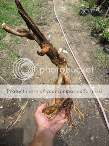 photo IMG_5415_zps5bzucvdt.jpg