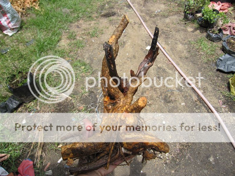 photo IMG_5416_zpsxkq7pr7e.jpg