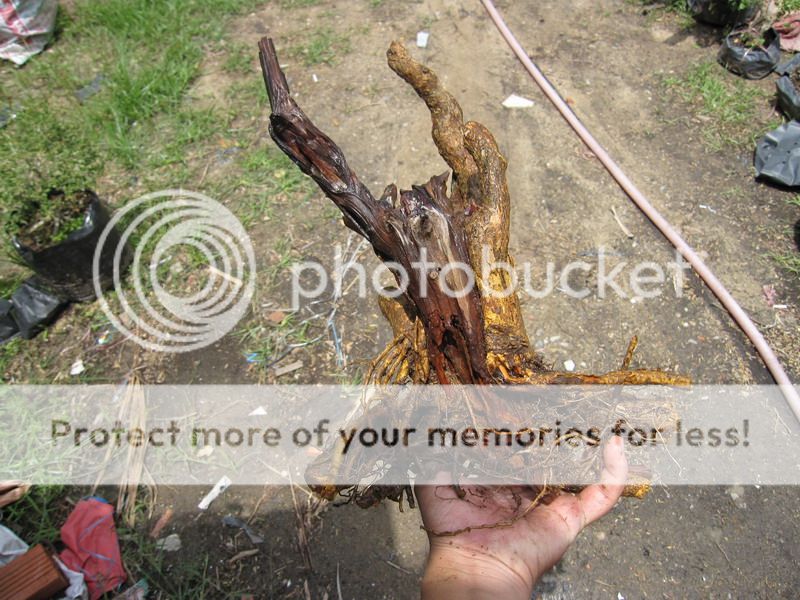 photo IMG_5417_zpsrqwsh7ij.jpg
