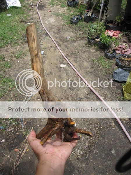 photo IMG_5419_zpsanqrpaol.jpg