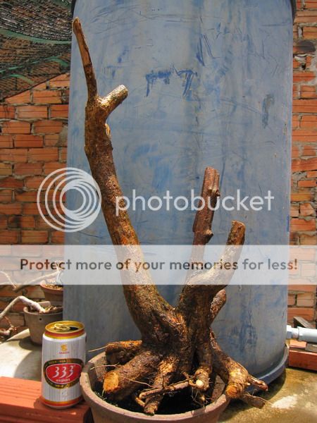photo IMG_5420_zpsr7mjjyrp.jpg