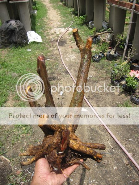 photo IMG_5421_zpsu8upukwi.jpg