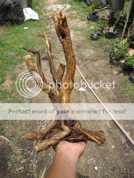 photo IMG_5423_zpsxud9x86c.jpg