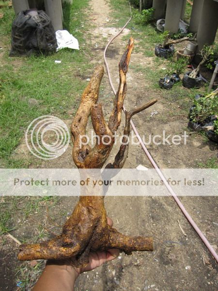 photo IMG_5424_zpst58msapd.jpg
