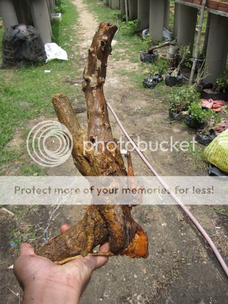 photo IMG_5425_zps6wr4ue1h.jpg