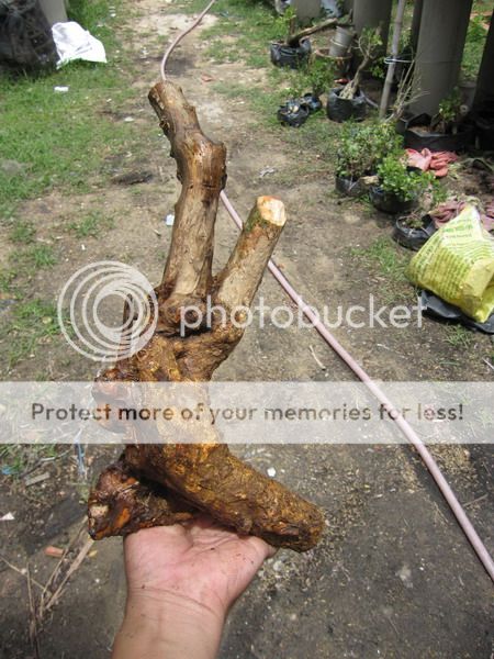 photo IMG_5426_zpsiotdimx3.jpg