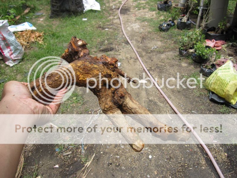 photo IMG_5427_zpssdgzzv25.jpg