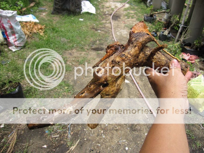 photo IMG_5428_zpsnjvwt6nl.jpg