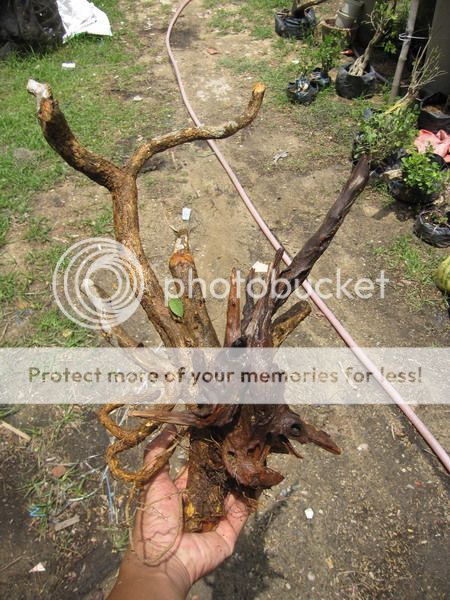 photo IMG_5429_zpsqlwxqveg.jpg