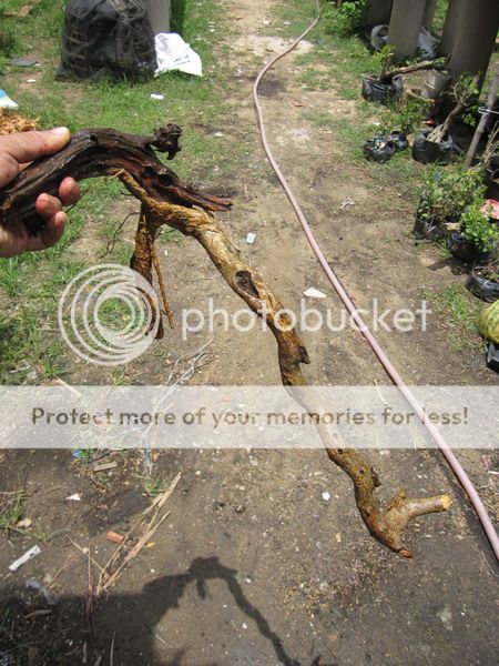 photo IMG_5431_zpsskvd0omx.jpg