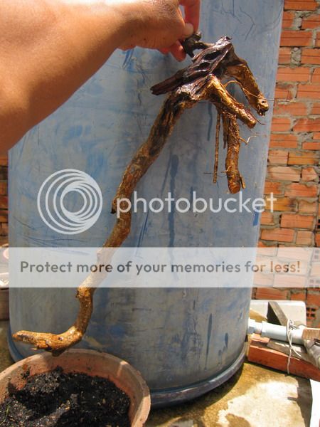 photo IMG_5432_zps4nkqimrx.jpg