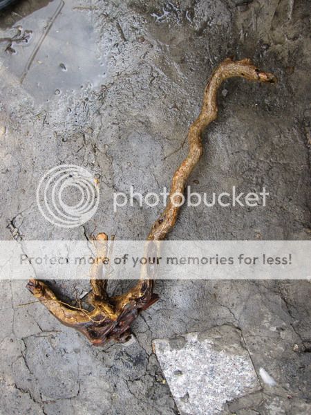 photo IMG_5433_zpshpjj8oub.jpg