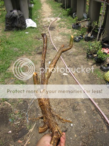 photo IMG_5440_zpsoegecwdf.jpg