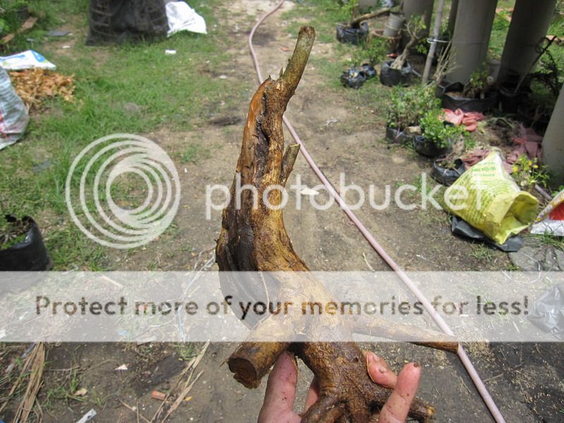 photo IMG_5441_zpsz6ninc4c.jpg