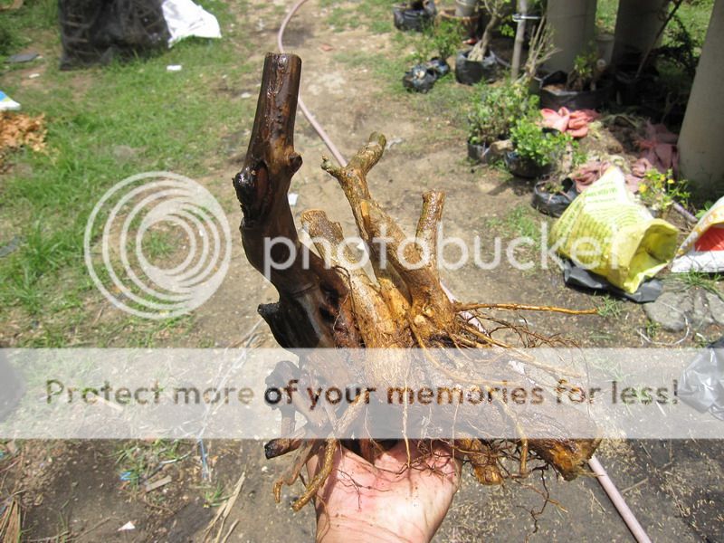 photo IMG_5443_zpshskopfgw.jpg