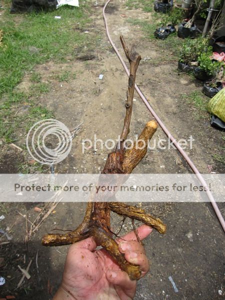 photo IMG_5445_zps5eyp0ubi.jpg