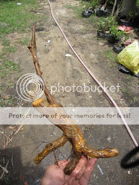 photo IMG_5446_zps8v3es584.jpg