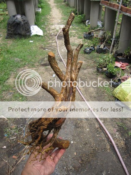 photo IMG_5454_zpsr6um8yjv.jpg