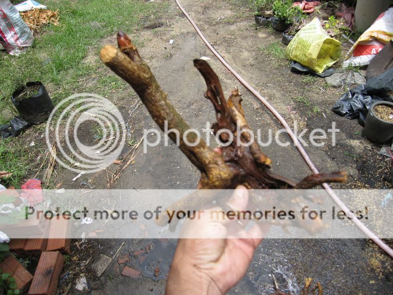 photo IMG_5457_zpsrx1zmzhj.jpg