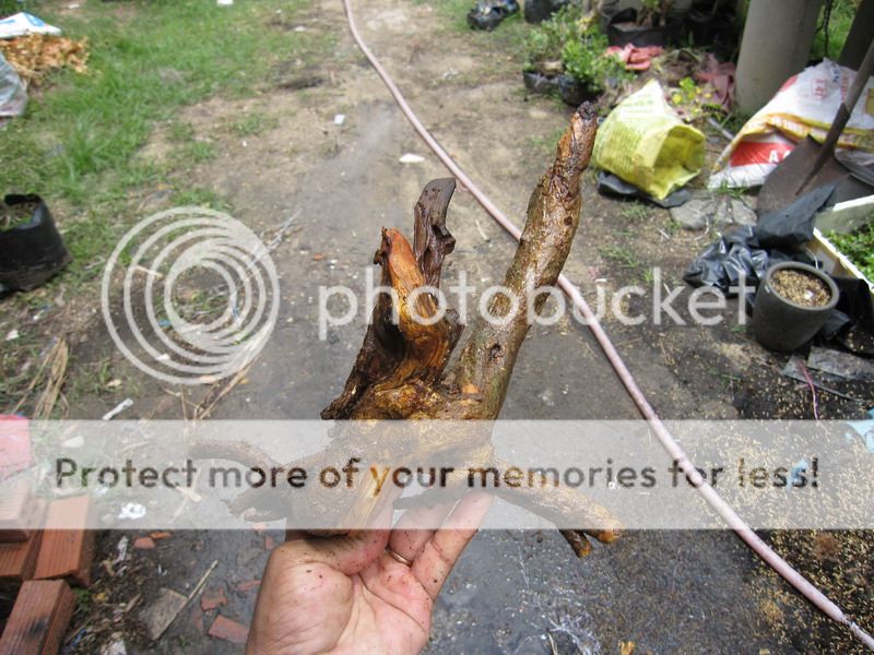 photo IMG_5458_zpsrsbssxup.jpg