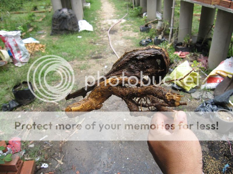 photo IMG_5459_zpsm5sitlgr.jpg