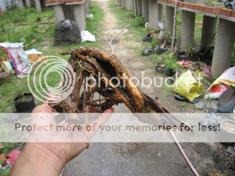 photo IMG_5462_zpsfngfajti.jpg