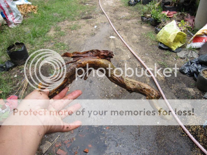photo IMG_5463_zps7rinvxnc.jpg